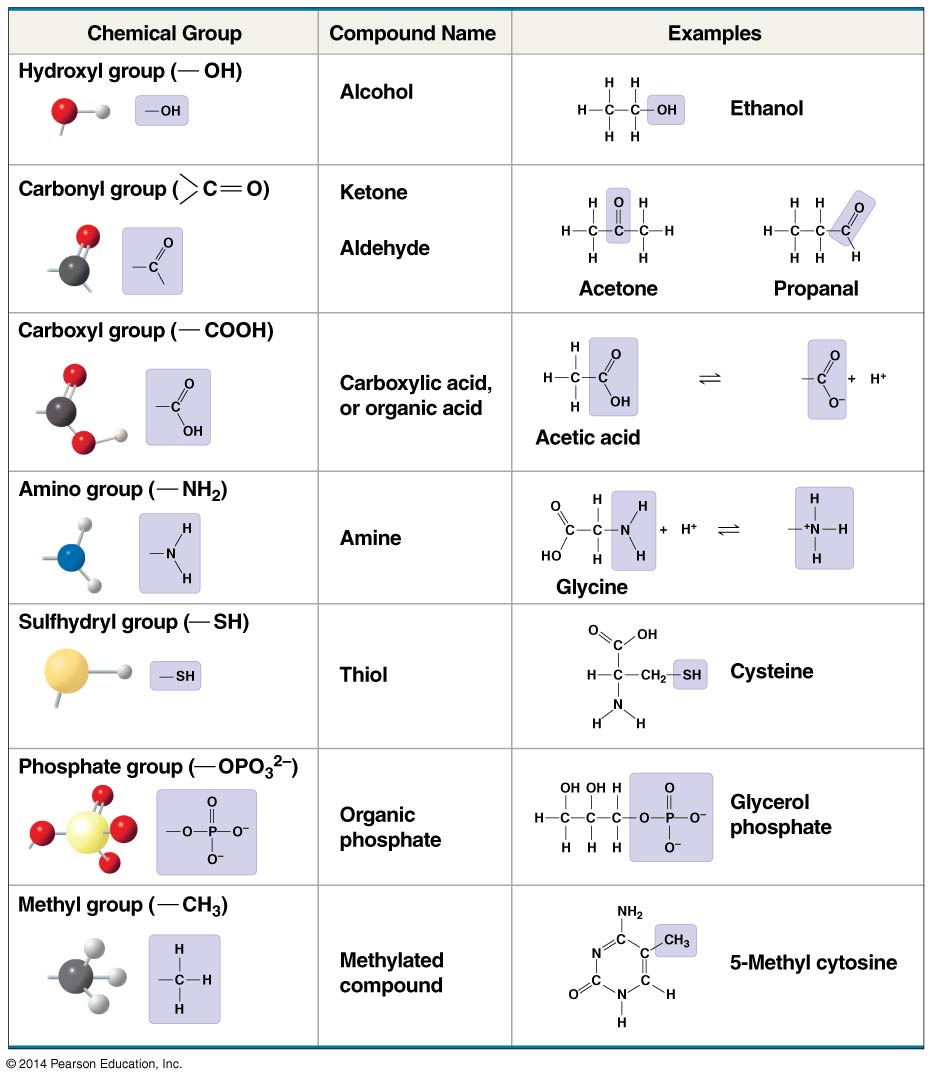 2 3 Carbon And The Molecular Diversity Of Life Ap Bio Notes