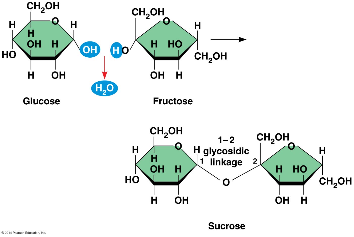 2 3 Carbon and the Molecular Diversity of Life | AP Bio Notes